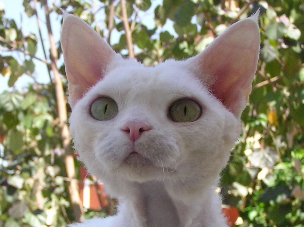 White Devon Rex Cat Face Picture
