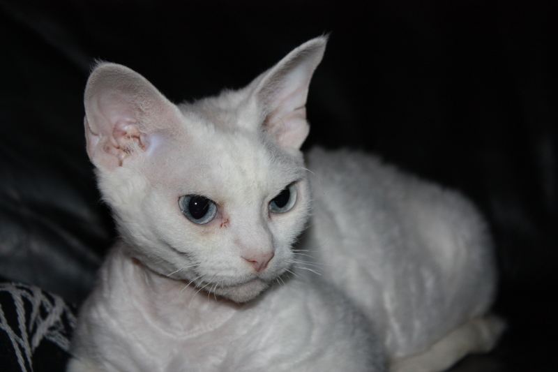 White Devon Rex Cat Image
