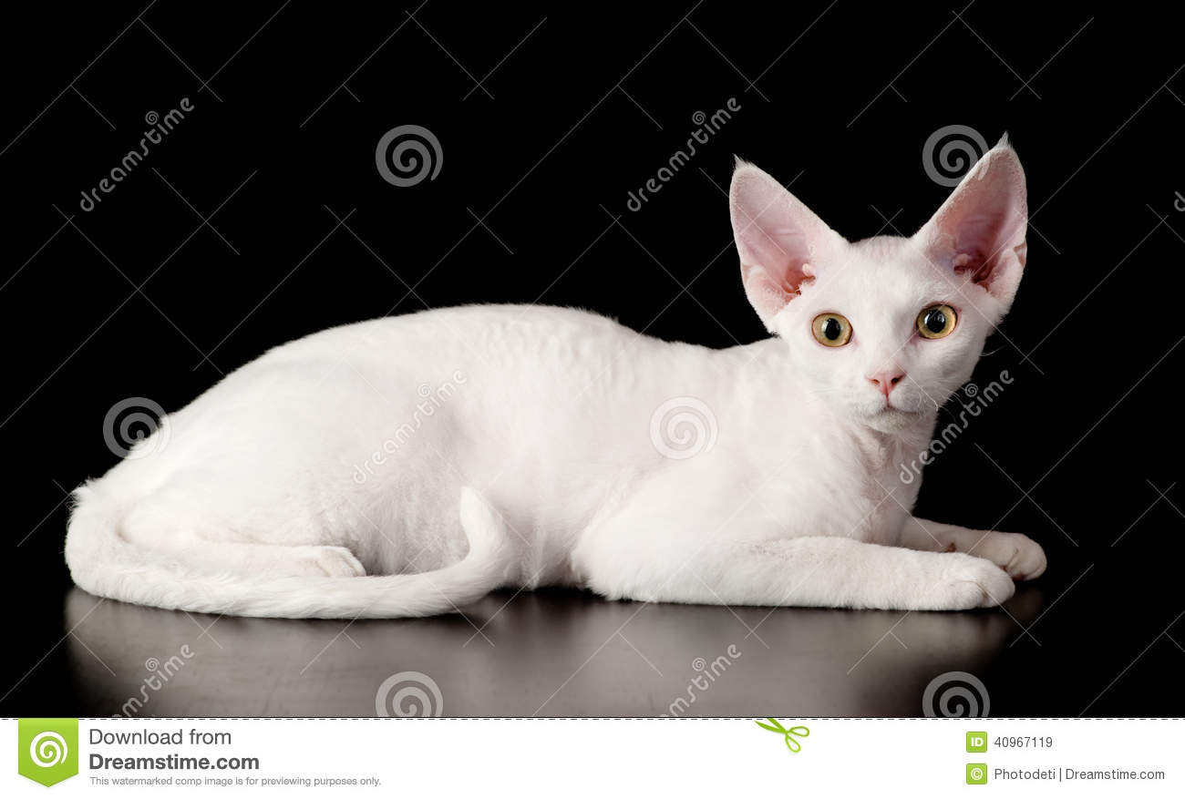 White Devon Rex Cat Laying