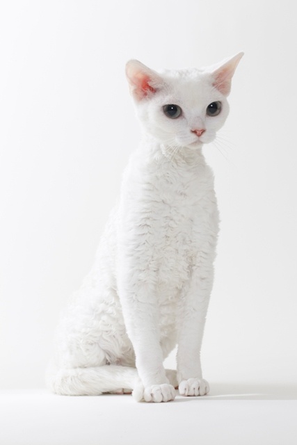 White Devon Rex Cat Picture