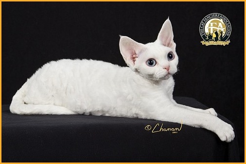White Devon Rex Cat Sitting Image