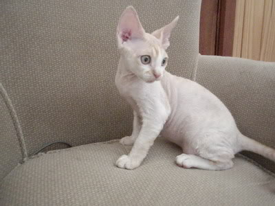 White Devon Rex Cat Sitting On Sofa