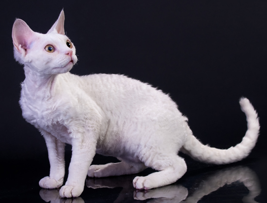 White Devon Rex Cat Sitting Picture