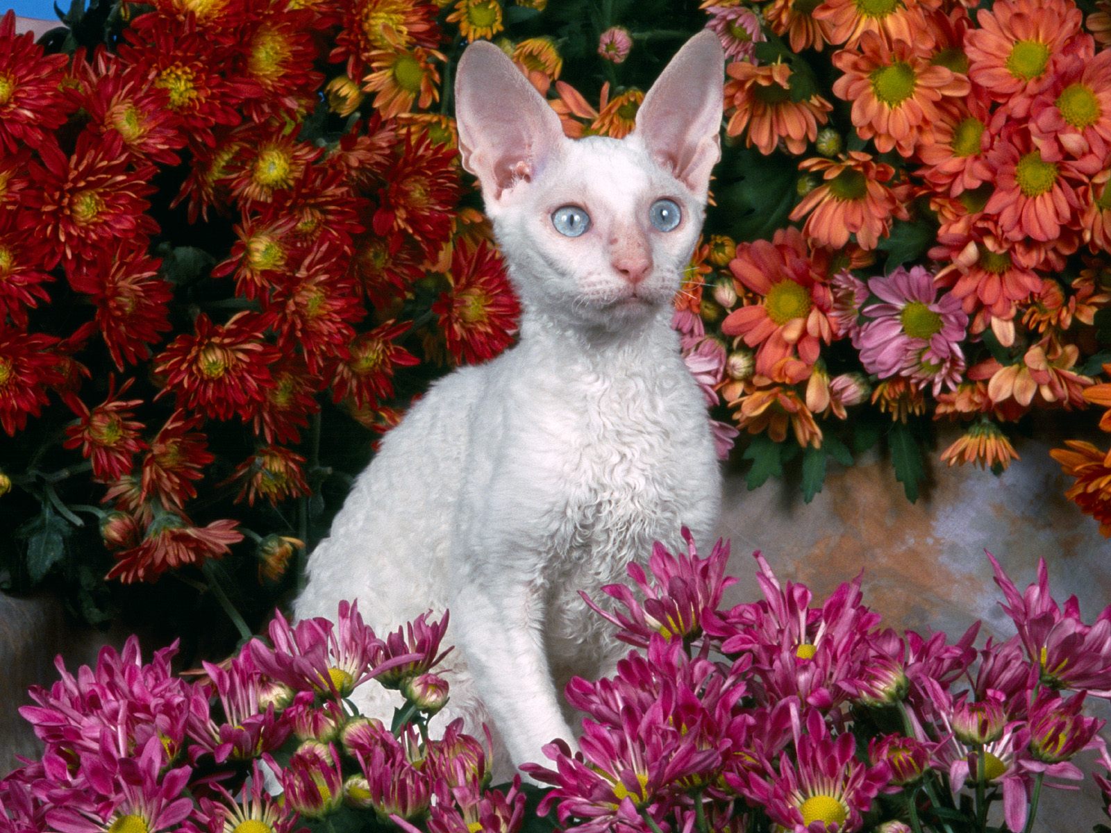 White Devon Rex Cat Sitting With Flowers