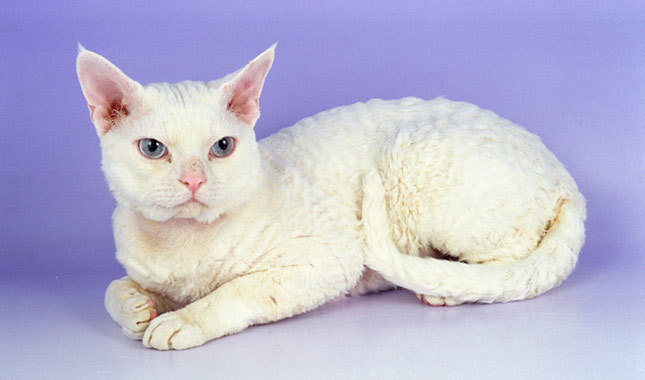 White Devon Rex Cat Sitting