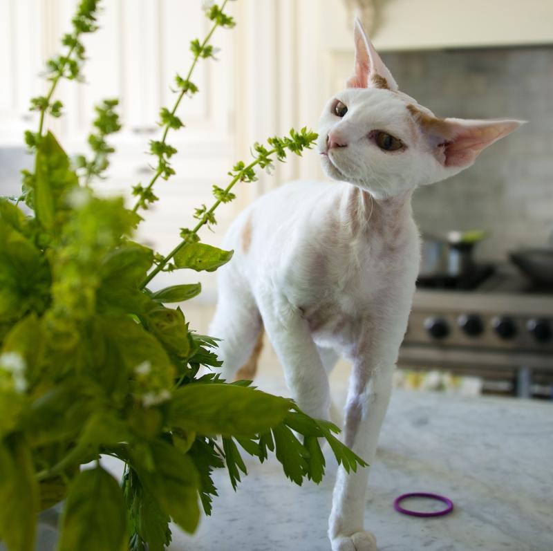 White Devon Rex Cat Smelling Flowers