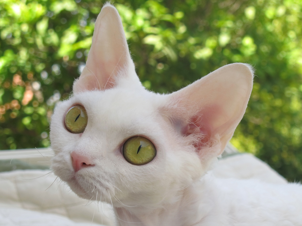White Devon Rex Cat With Big Ears