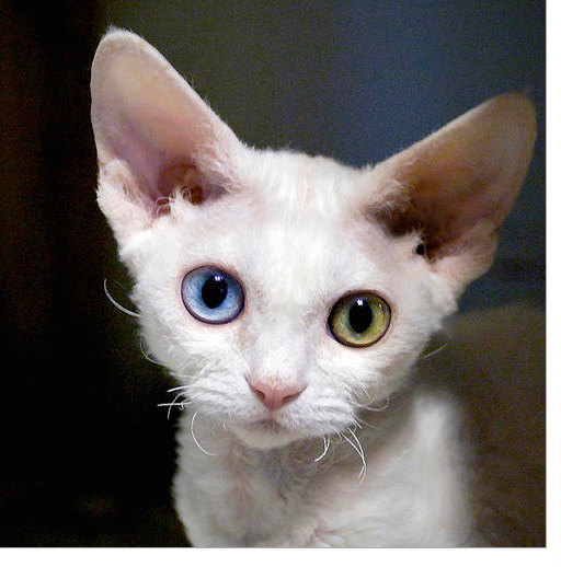 White Devon Rex Cat With Odd Eyes