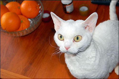 White Devon Rex Cat With Yellow Eyes