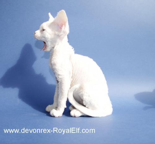 White Devon Rex Cat Yawning Picture