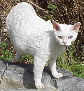 White Devon Rex Cat