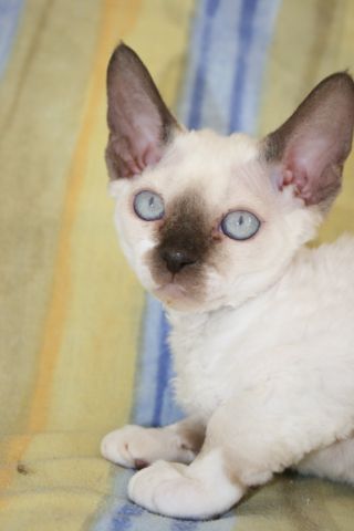 White Devon Rex Kitten Picture