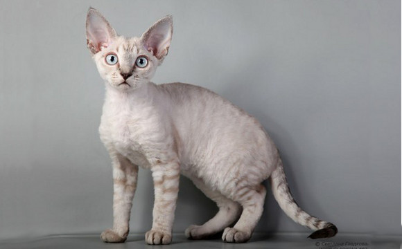 White Devon Rex Kitten