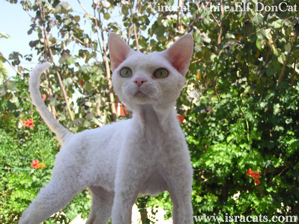 White Less Hairy Devon Rex Cat Photo