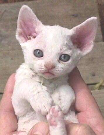 White Little Devon Rex Kitten In Hand
