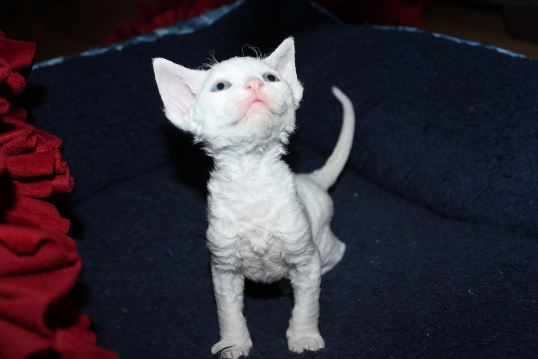 White Little Devon Rex Kitten Looking Up