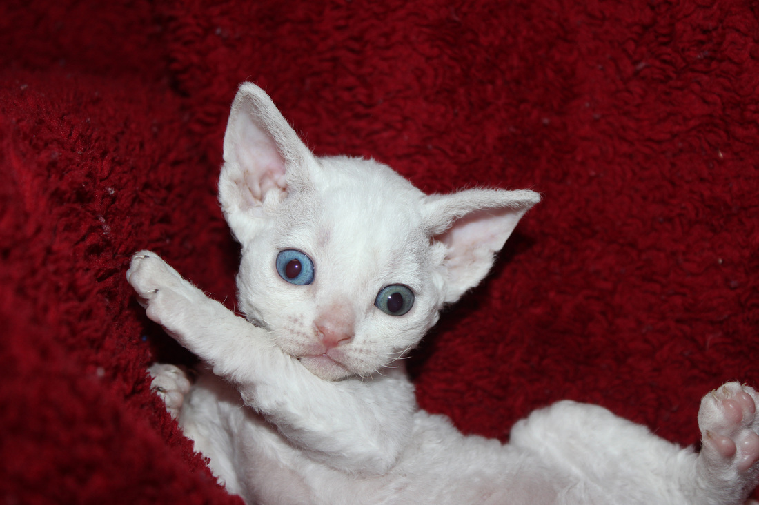 White Little Devon Rex Kitten Sitting