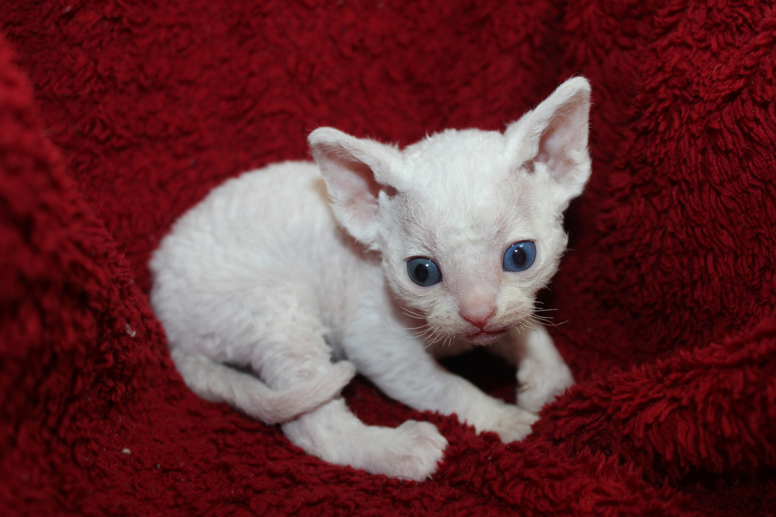 White New Born Old Eyed Devon Rex Kitten