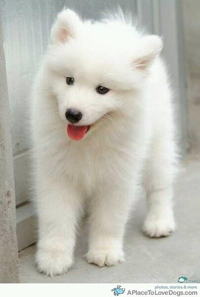 White Pomeranian Dog Image