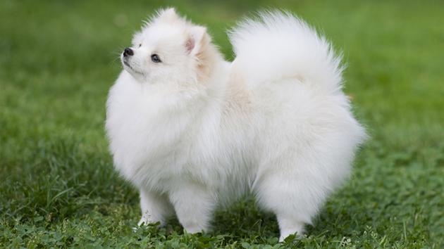 White Pomeranian Dog In Garden