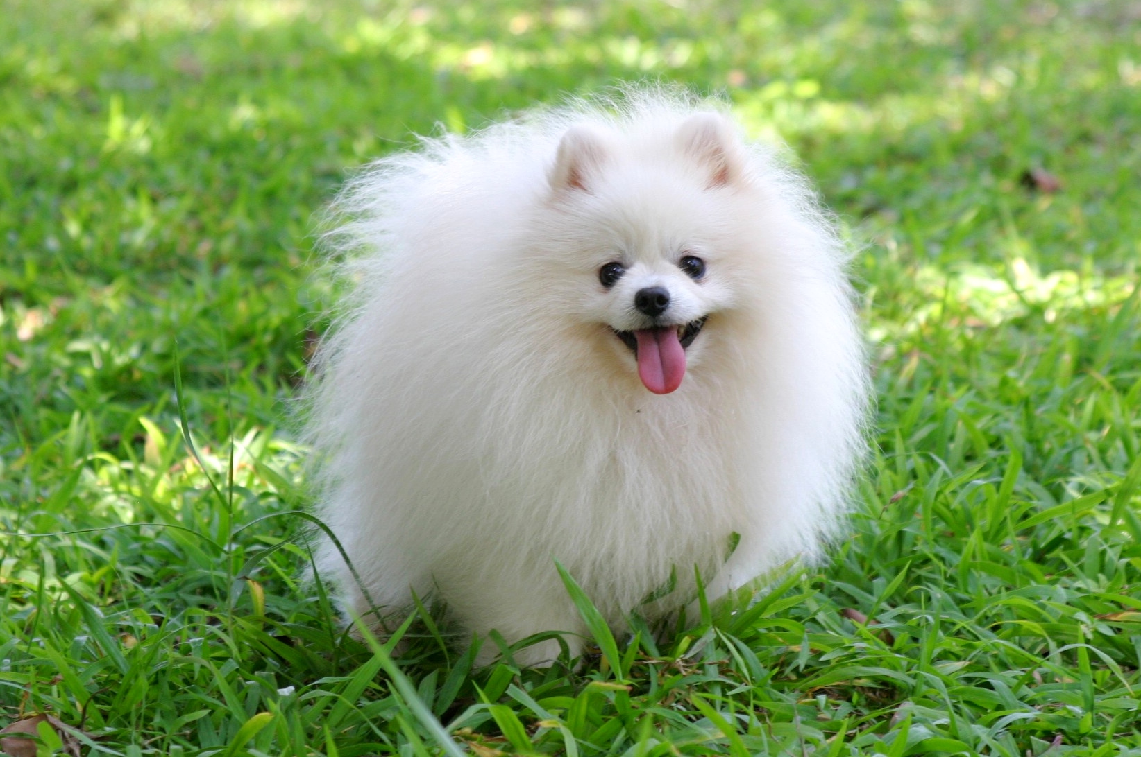 White Pomeranian Dog In Garden