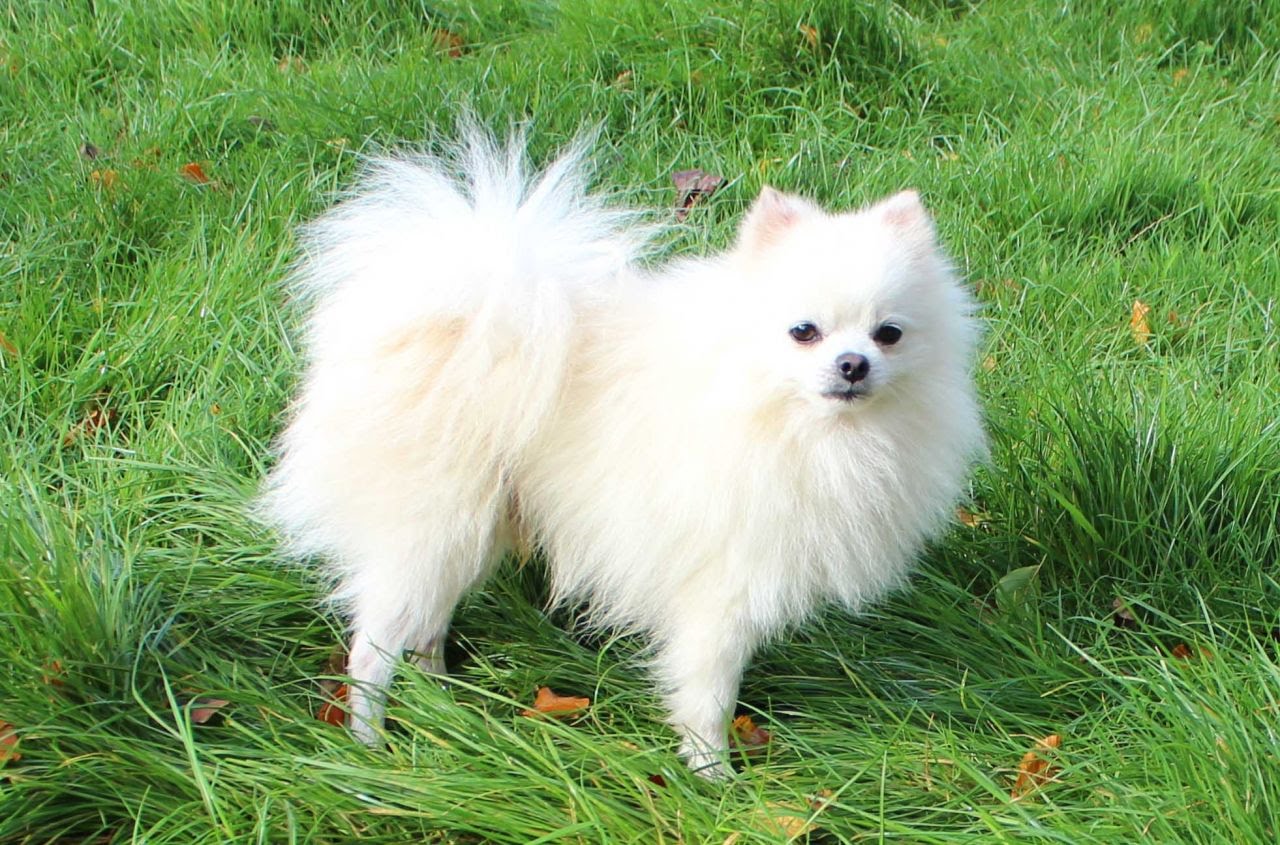 White Pomeranian Dog In Grass