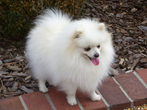 White Pomeranian Dog Picture