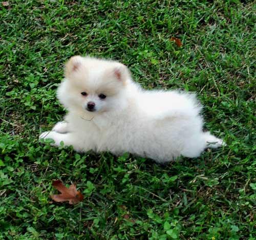 White Pomeranian Dog Sitting On Grass