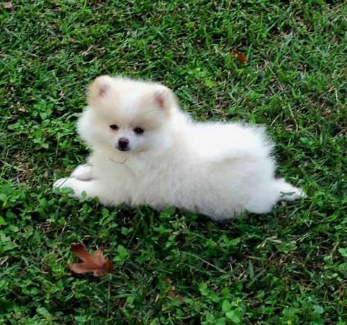 White Pomeranian Dog Sitting