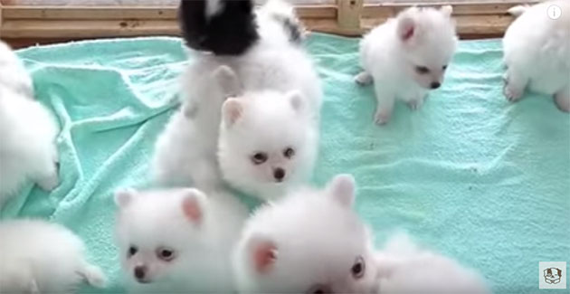 White Pomeranian Puppies Playing