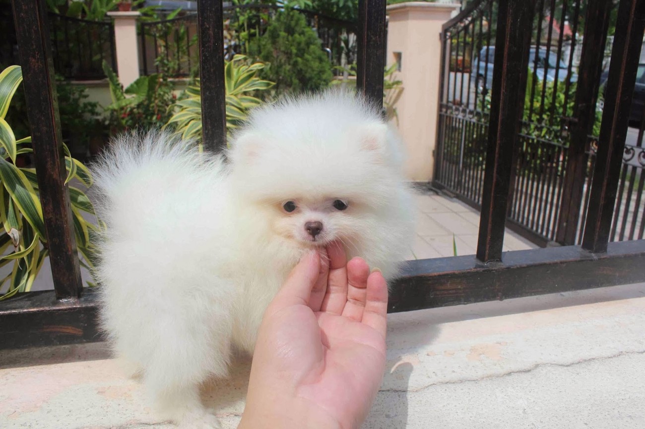 White Pomeranian Puppy Face