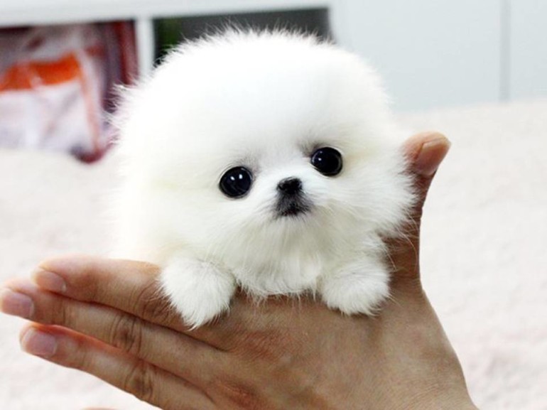 White Pomeranian Puppy In Hand