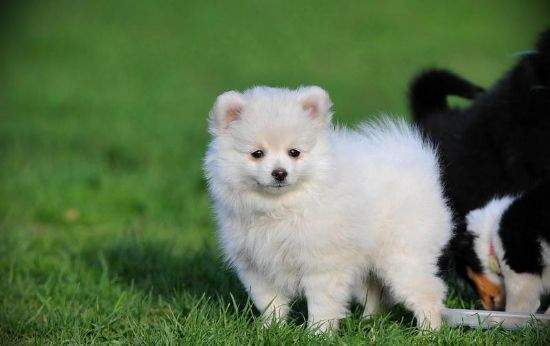 White Pomeranian Puppy Playing In Garden