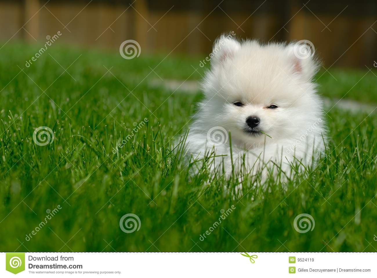 White Pomeranian Puppy Sitting In Lawn