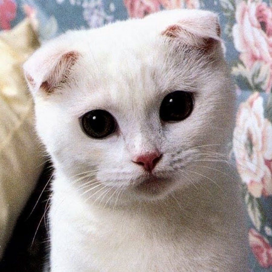 White Scottish Fold Cat Face