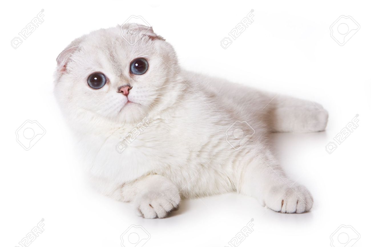 White Scottish Fold Cat Laying