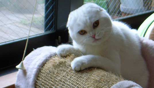 White Scottish Fold Cat Looking At Camera
