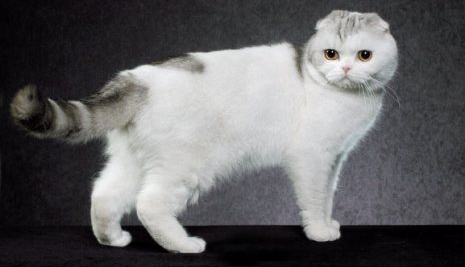 White Scottish Fold Cat Picture