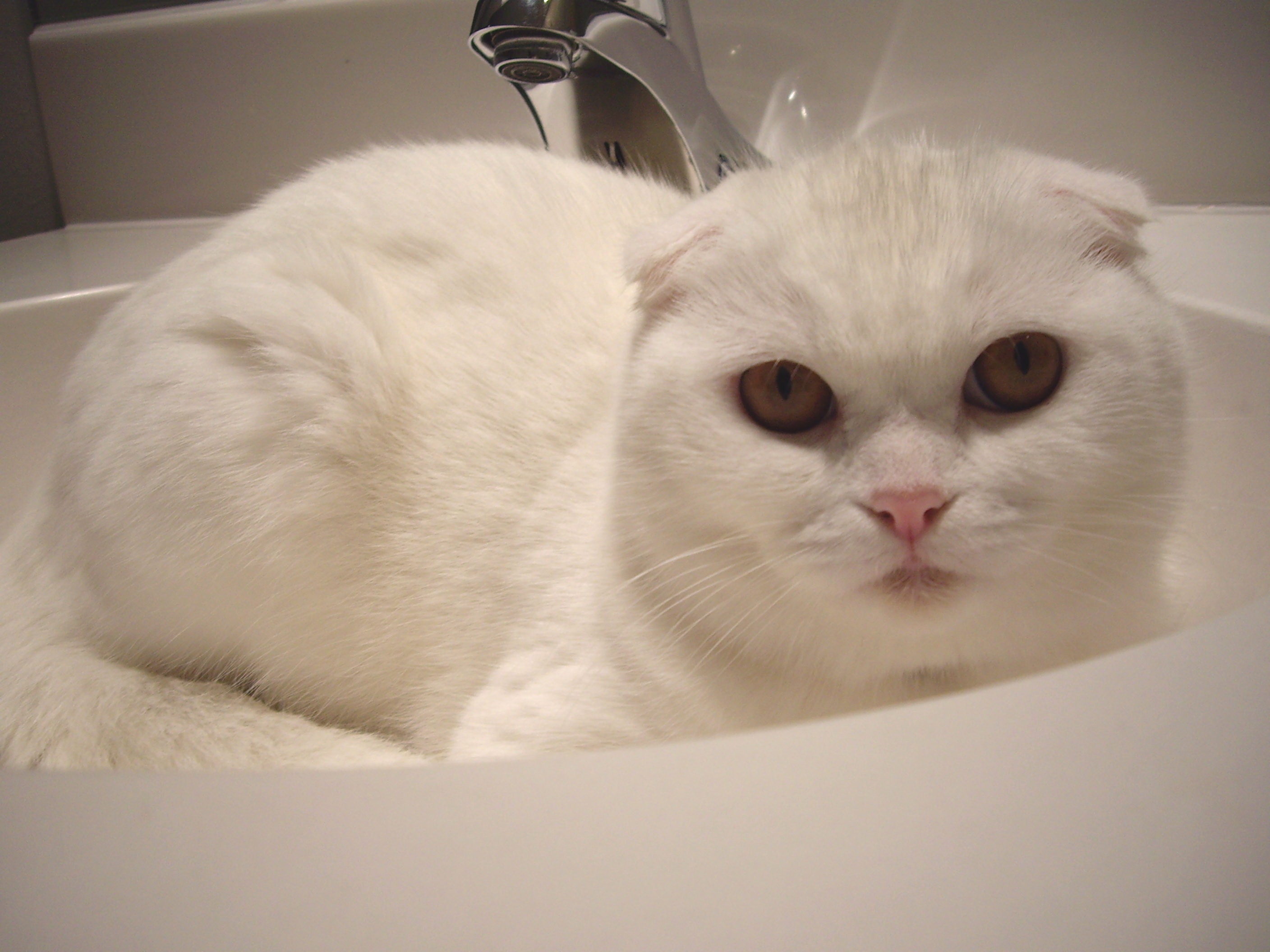 White Scottish Fold Cat Sitting In Sink
