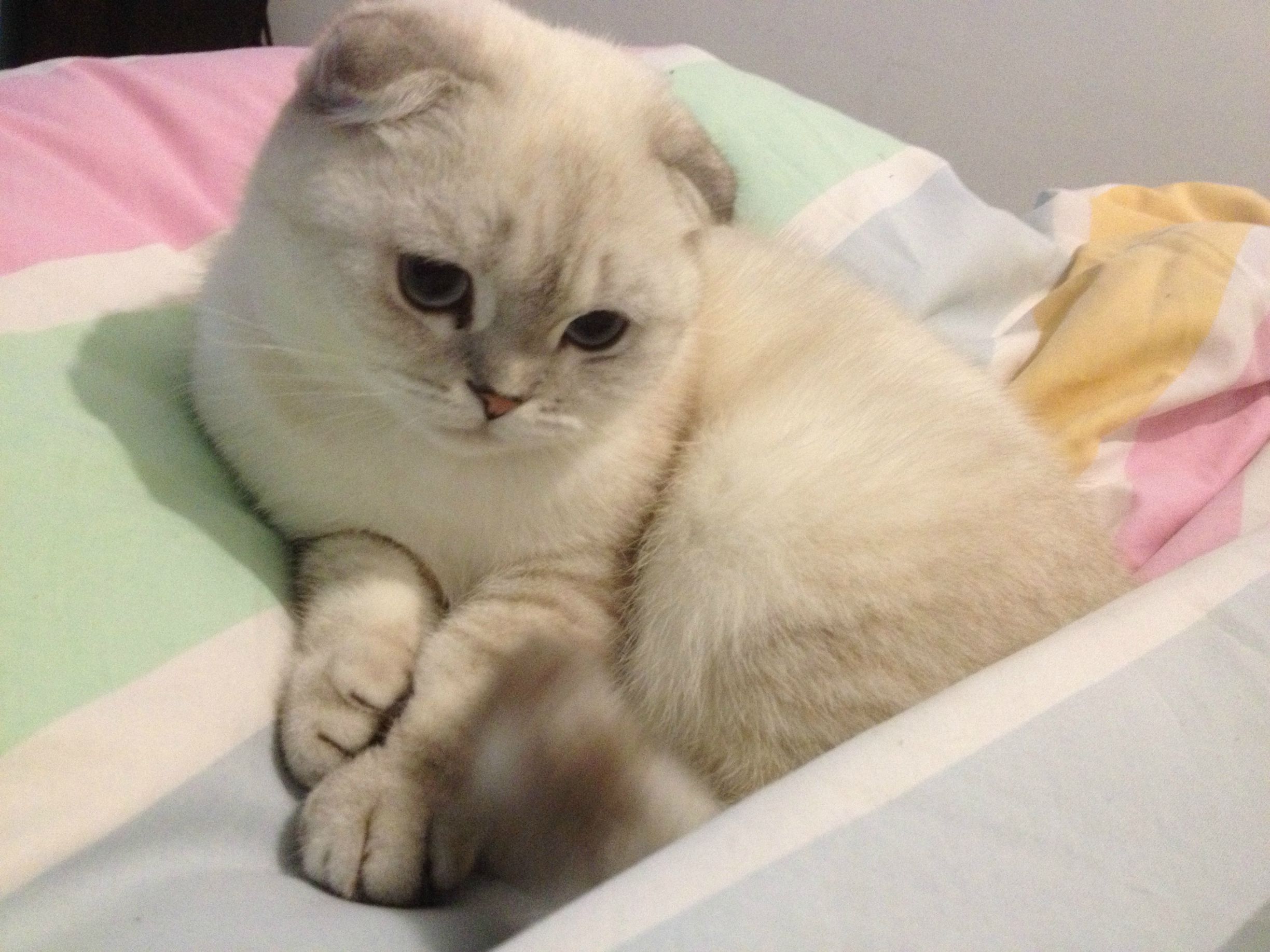 White Scottish Fold Cat Sitting On Bed