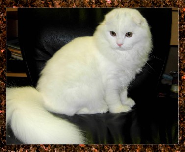 White Scottish Fold Cat Sitting Picture