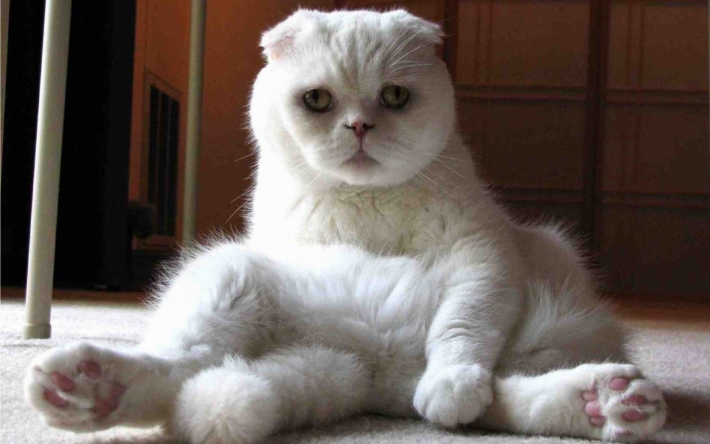 White Scottish Fold Cat Sitting