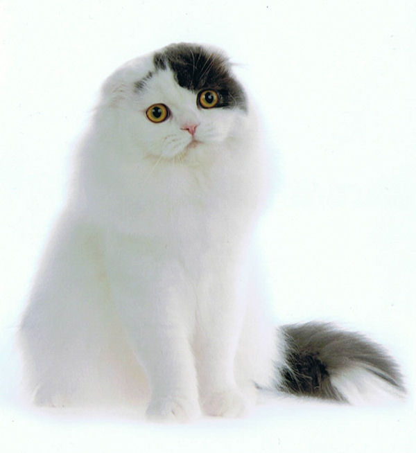 White Scottish Fold Cat With Black Spot On Face