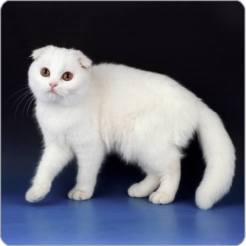 White Scottish Fold Cat