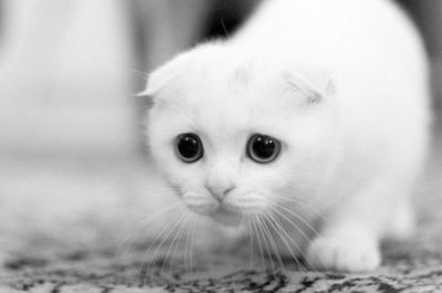 White Scottish Fold Kitten Face