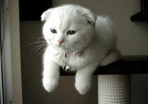 White Scottish Fold Kitten Gif Picture