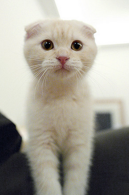 White Scottish Fold Kitten Looking At You