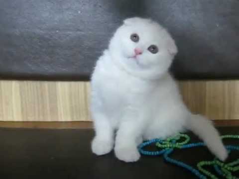 White Scottish Fold Kitten Looking Up