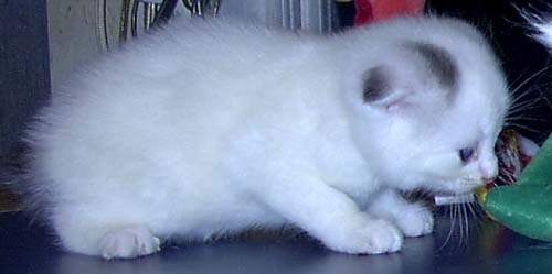 White Scottish Fold Kitten Picture