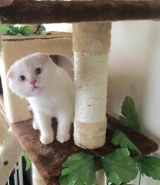 White Scottish Fold Kitten